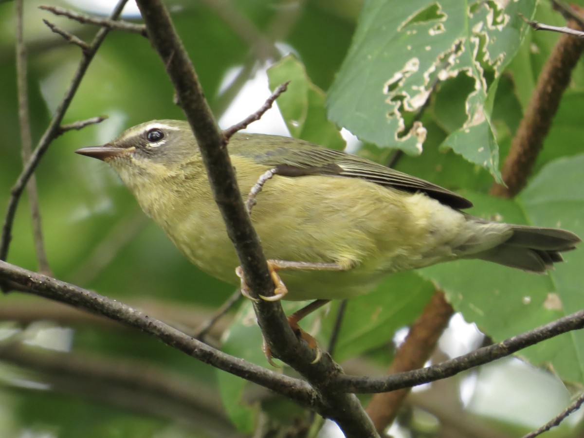 Black-throated Blue Warbler - ML622054271