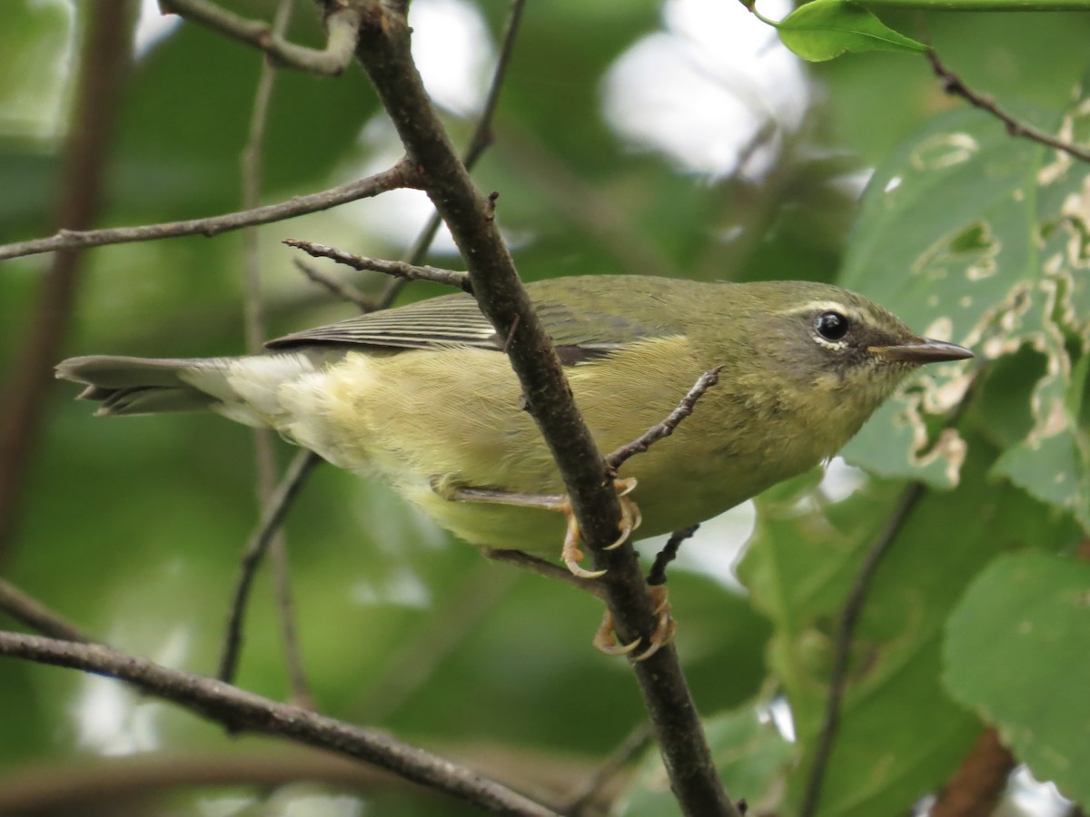 Black-throated Blue Warbler - ML622054272