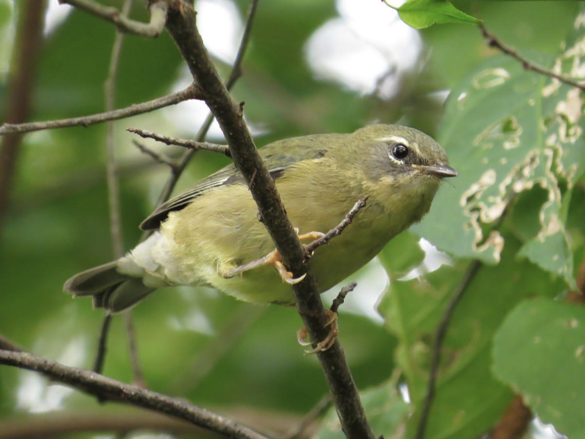 Black-throated Blue Warbler - ML622054273