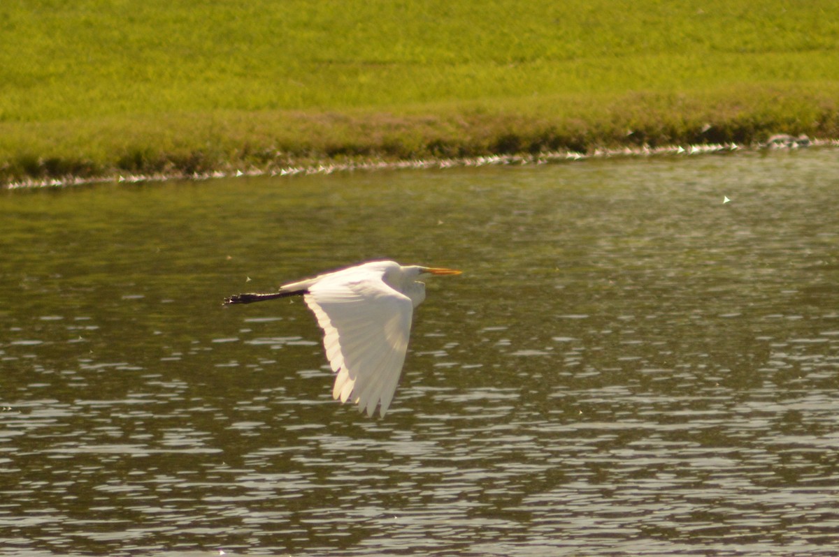 Great Egret - ML622054274