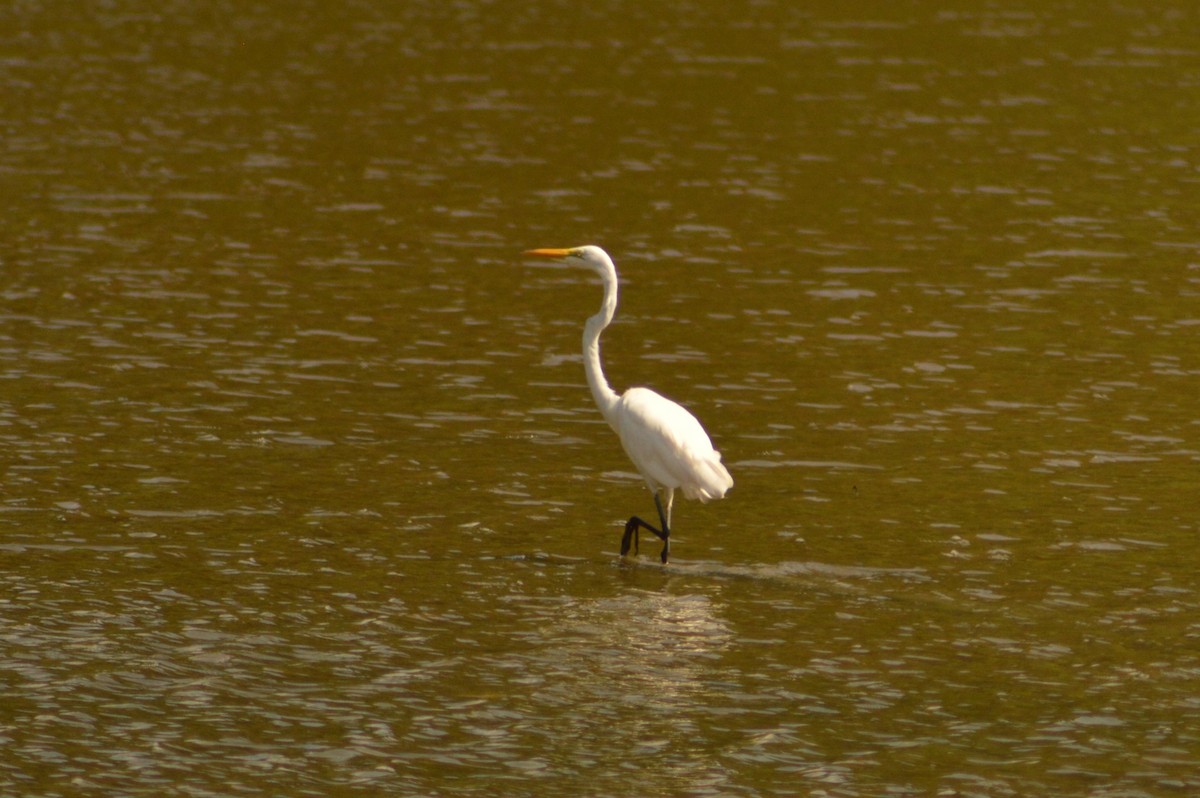 Great Egret - ML622054275