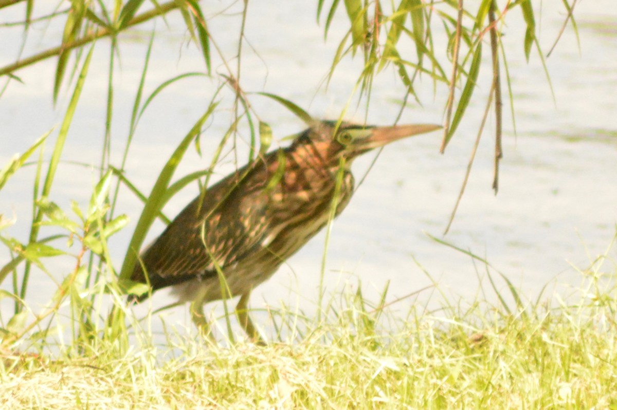 Green Heron - Ryan Pudwell