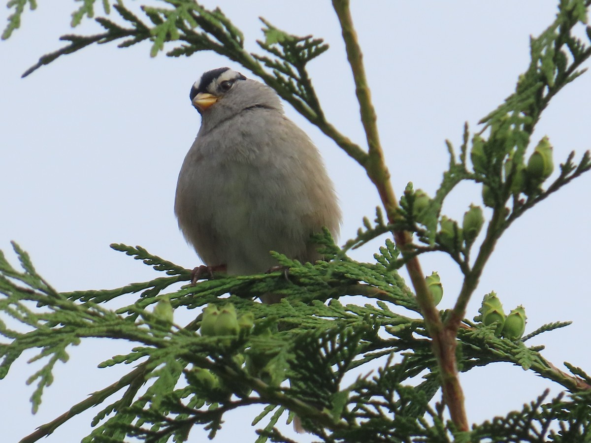 Bruant à couronne blanche - ML622054277