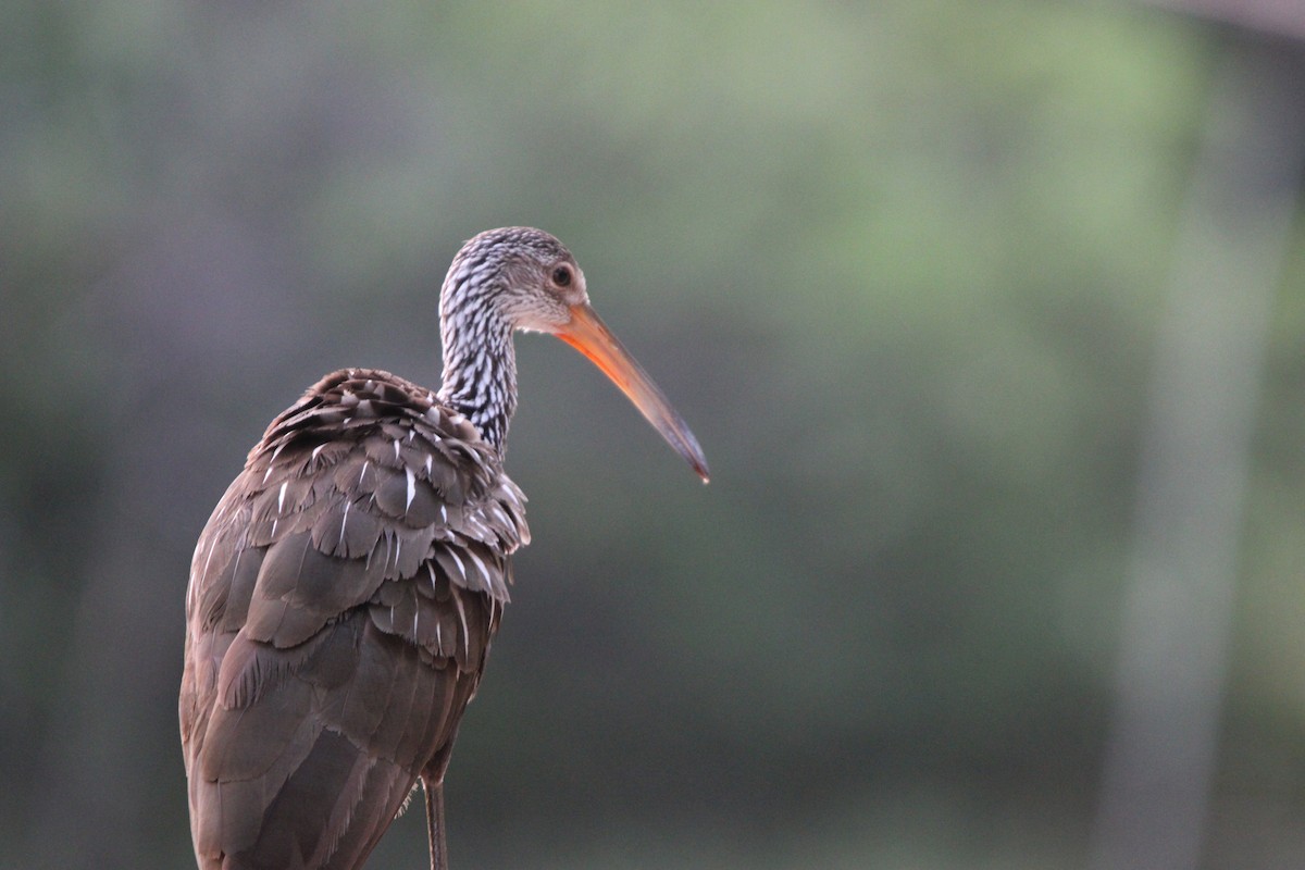 Limpkin - ML622054278