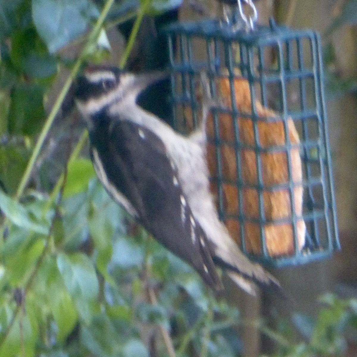 Hairy Woodpecker - ML622054279