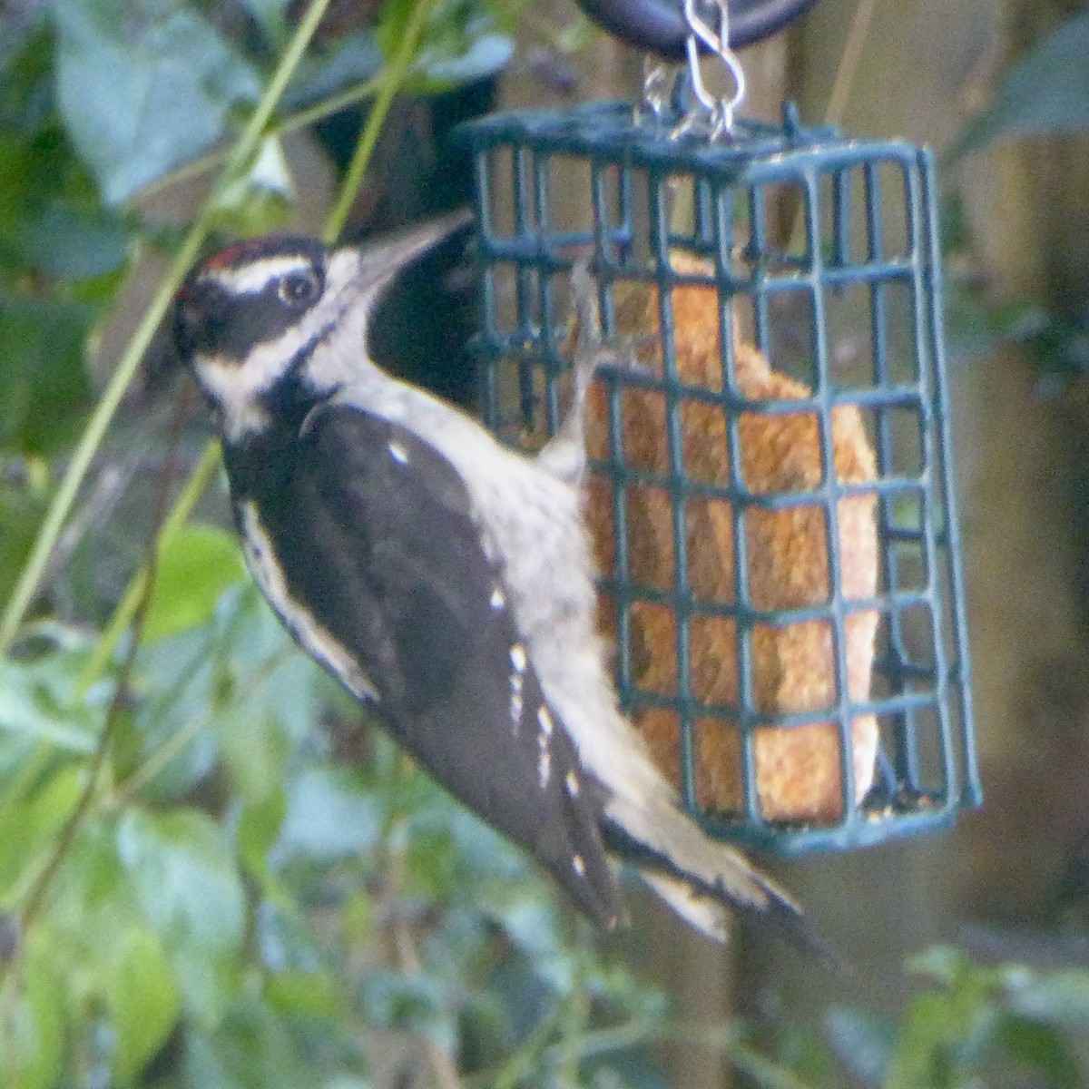 Hairy Woodpecker - ML622054280