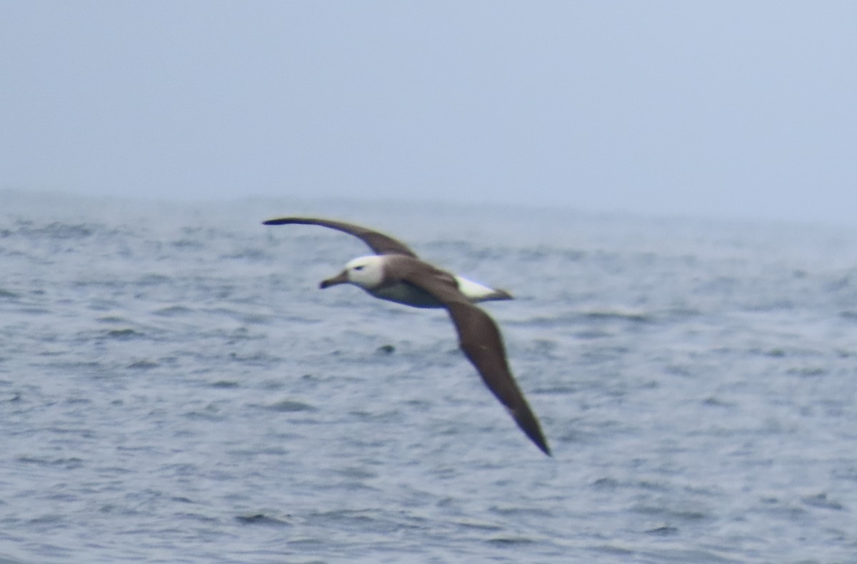 Albatros à sourcils noirs - ML622054282