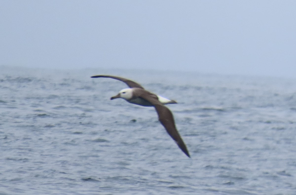 Black-browed Albatross - Nelson Contardo