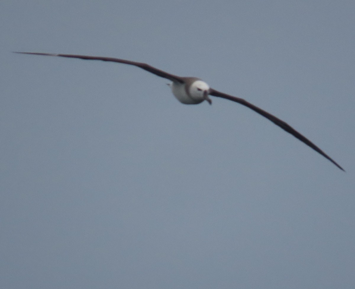 albatros černobrvý - ML622054283