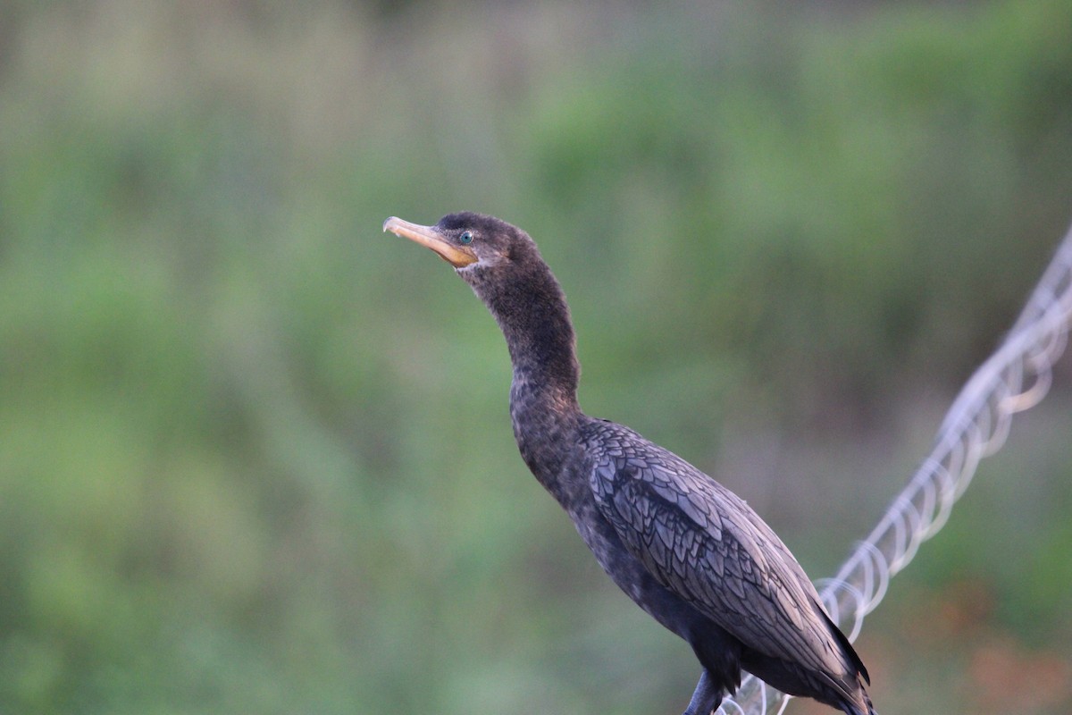 Neotropic Cormorant - Anonymous