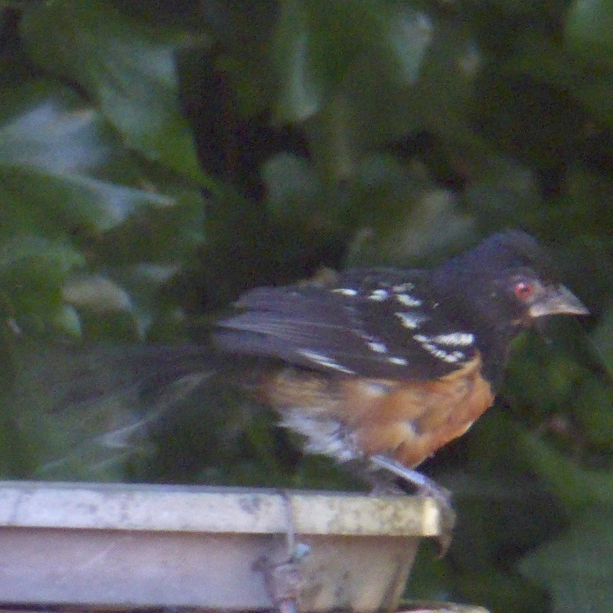 Spotted Towhee - ML622054285