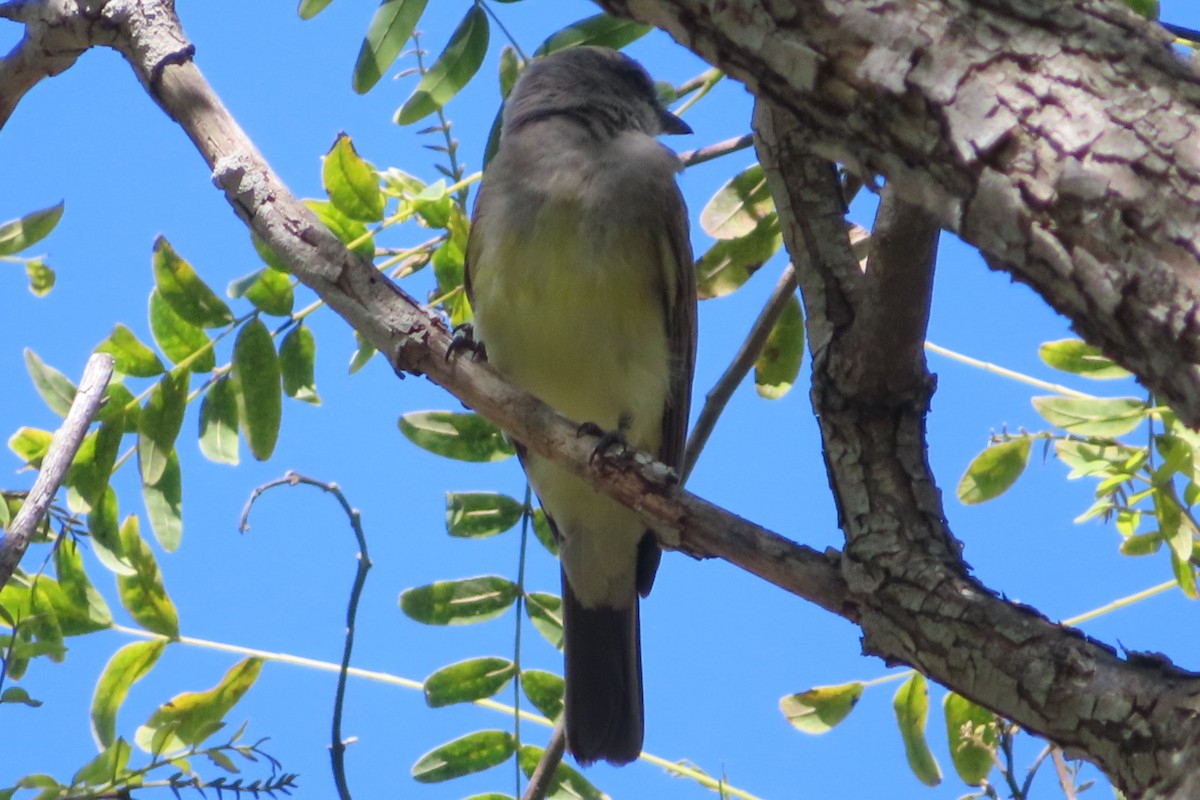 Cassin's Kingbird - ML622054286