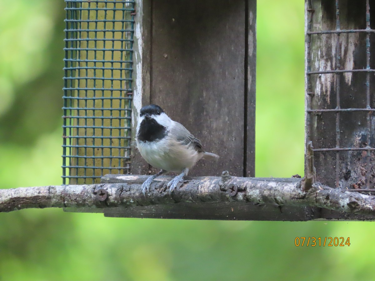 Carolina Chickadee - ML622054288