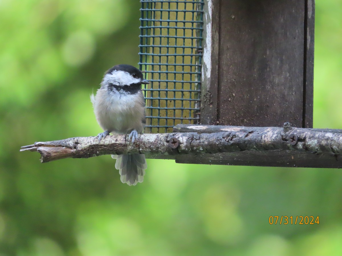 Carolina Chickadee - ML622054289