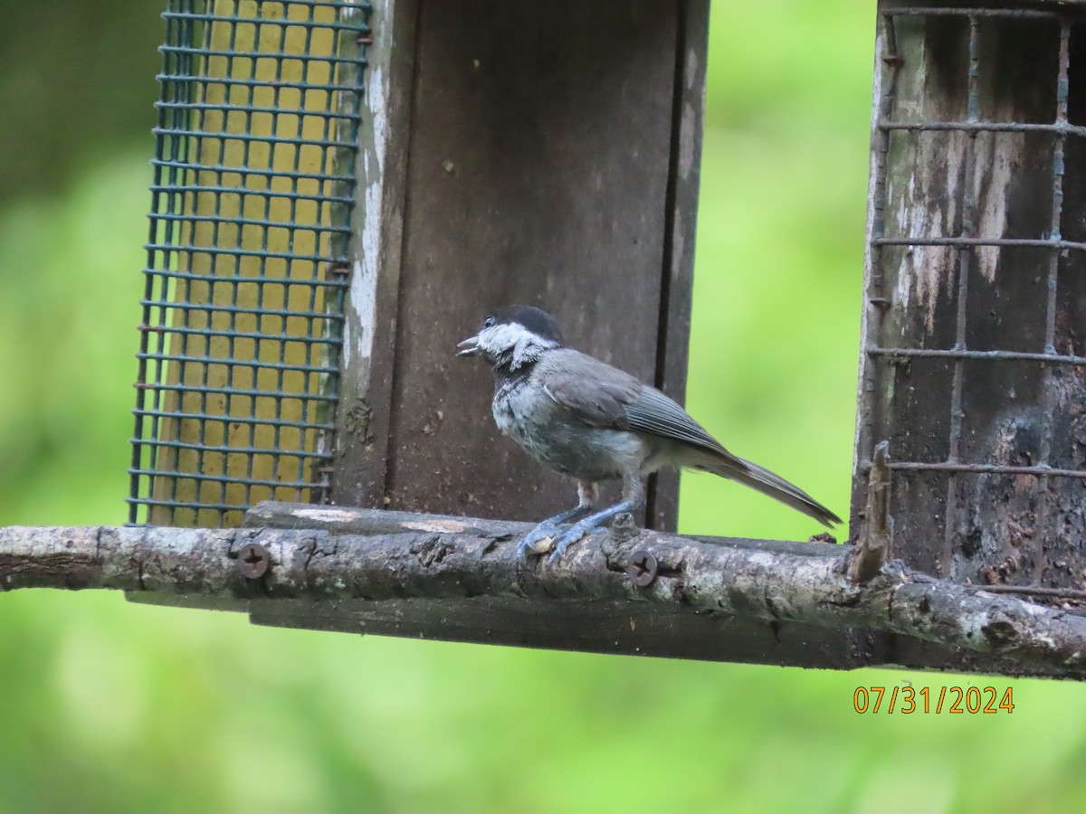 Carolina Chickadee - ML622054290