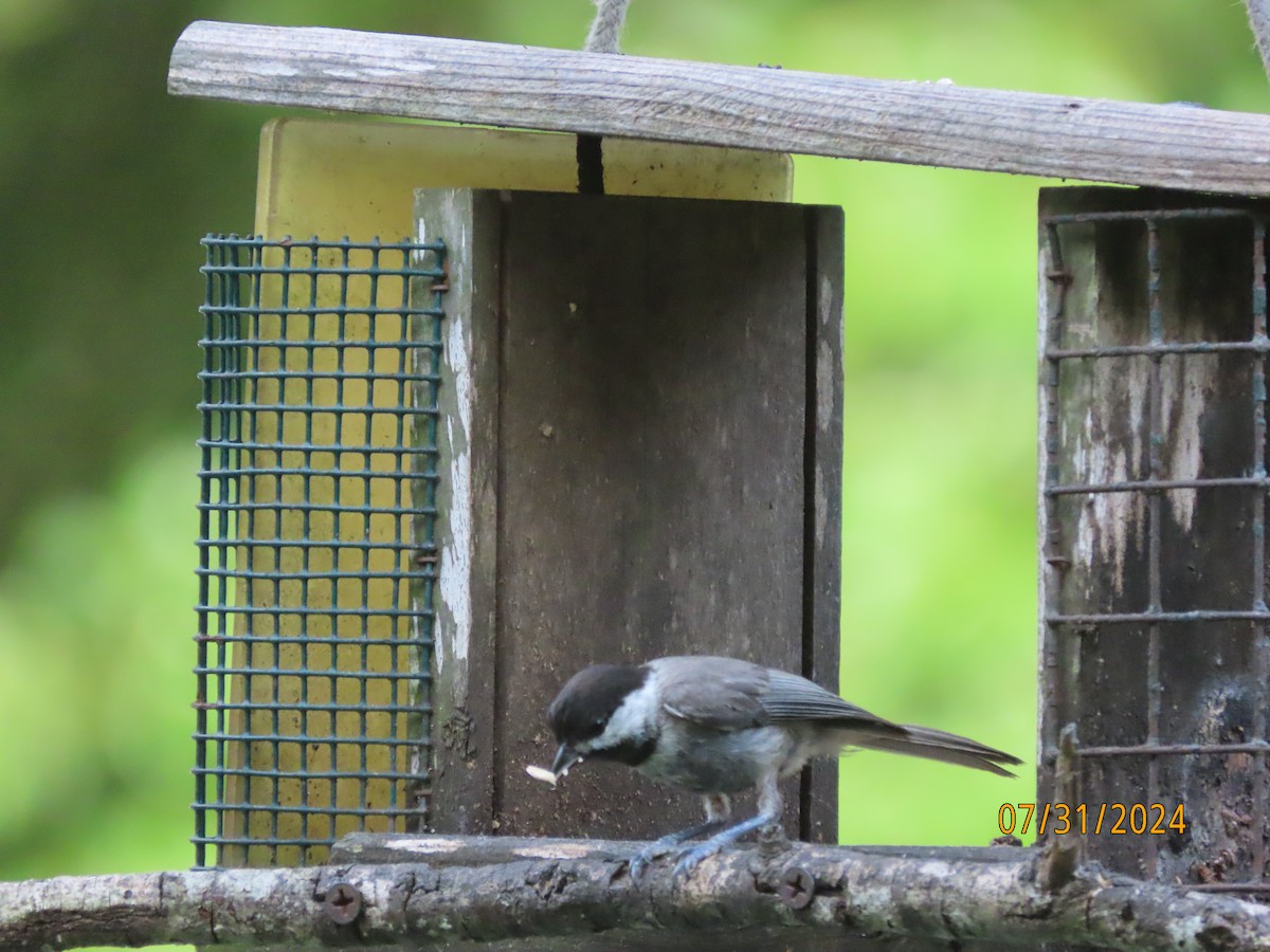 Carolina Chickadee - ML622054291