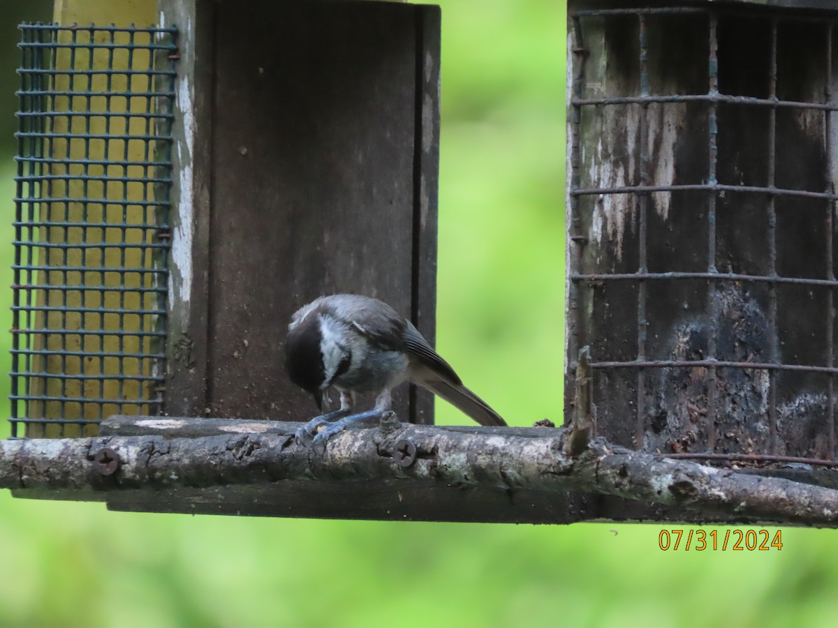 Carolina Chickadee - ML622054292