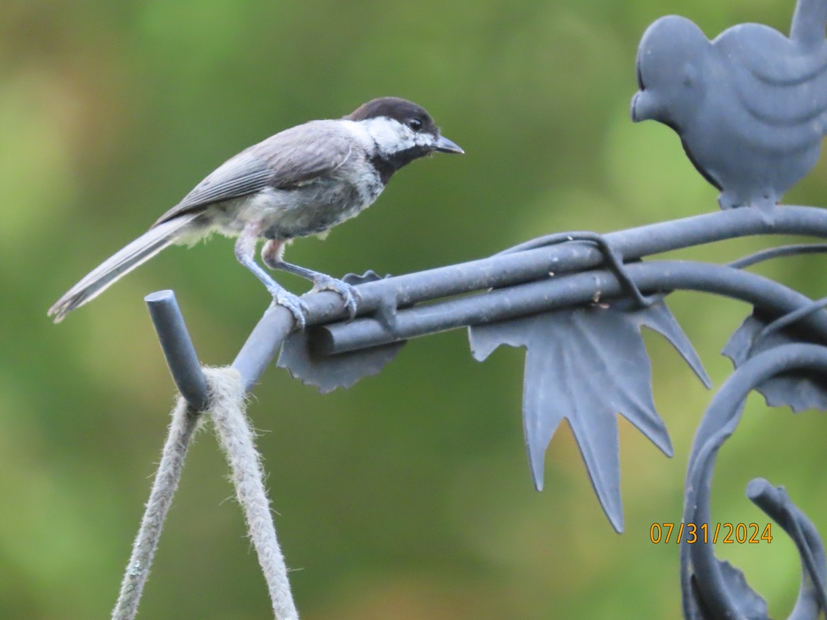 Carolina Chickadee - ML622054293