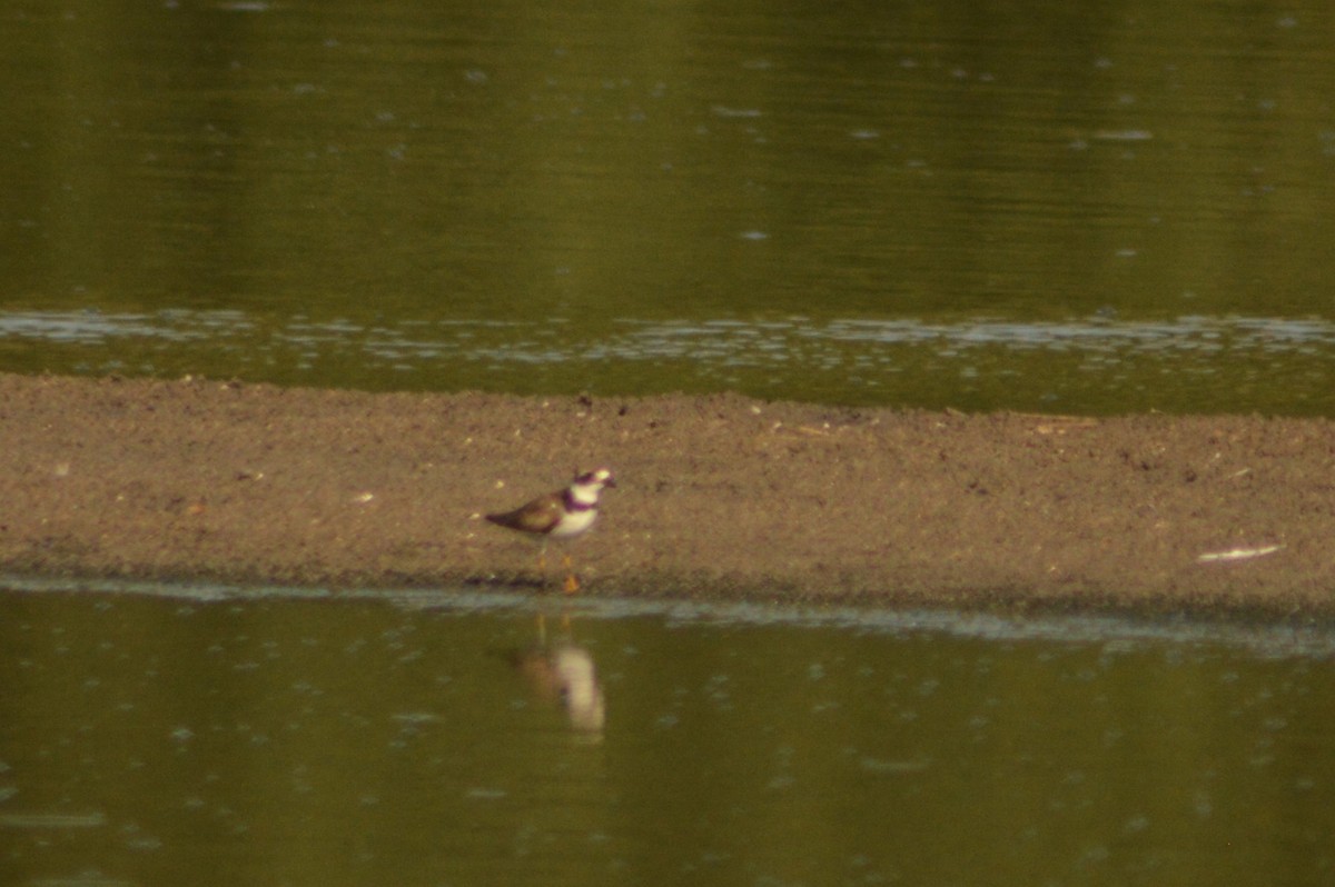 Semipalmated Plover - ML622054295