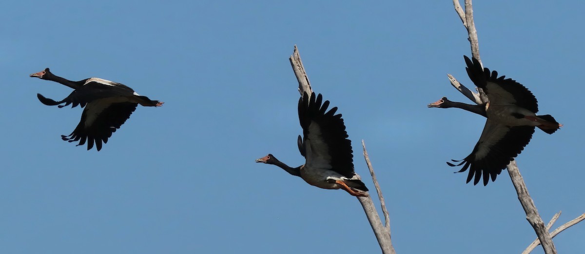 Magpie Goose - Constance Vigno