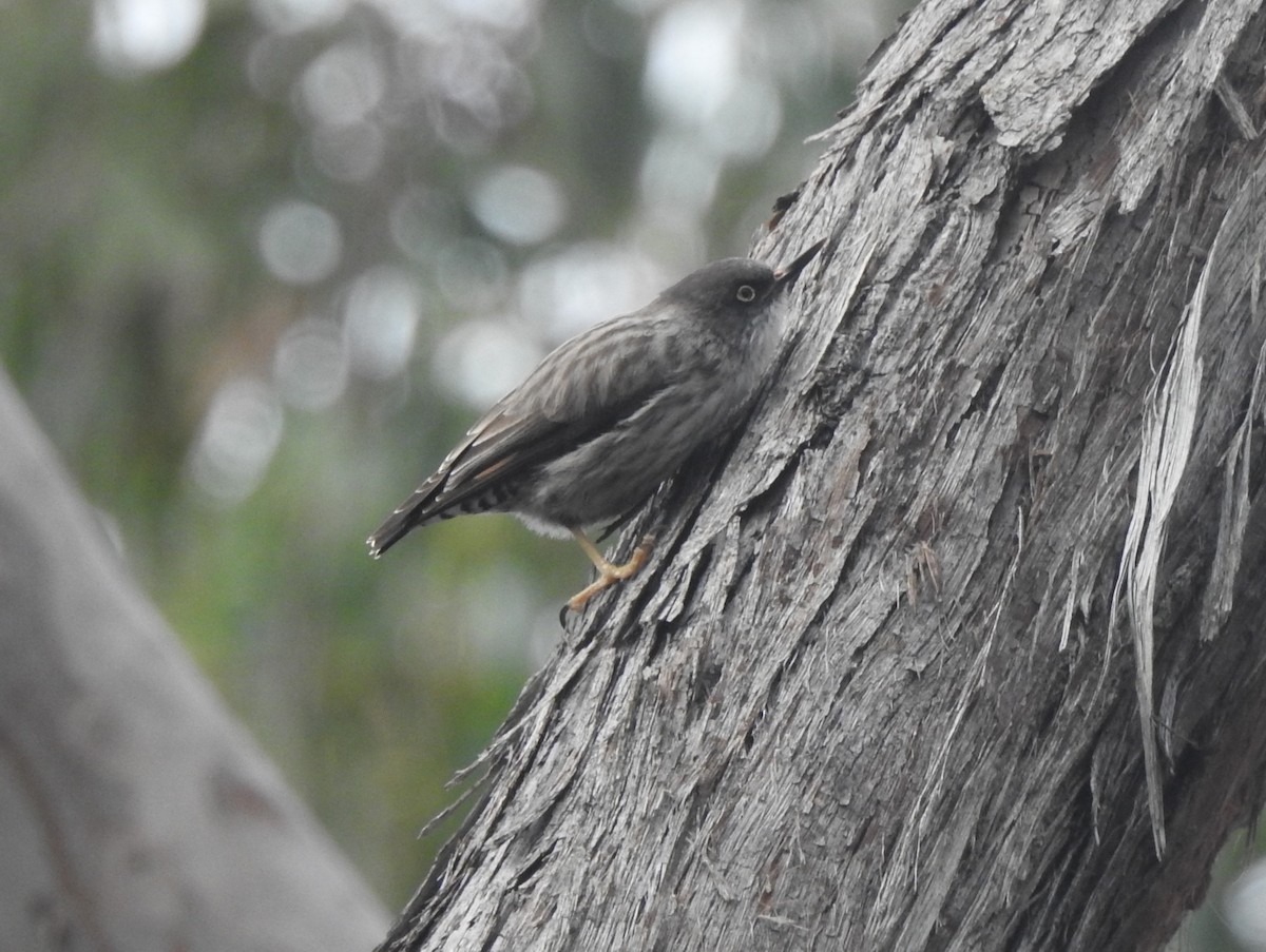 Varied Sittella - ML622054303