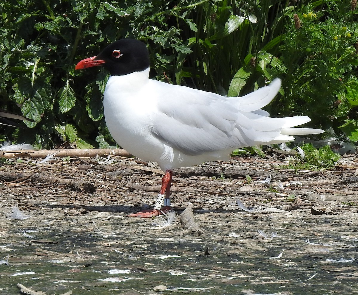 Gaviota Cabecinegra - ML622054319