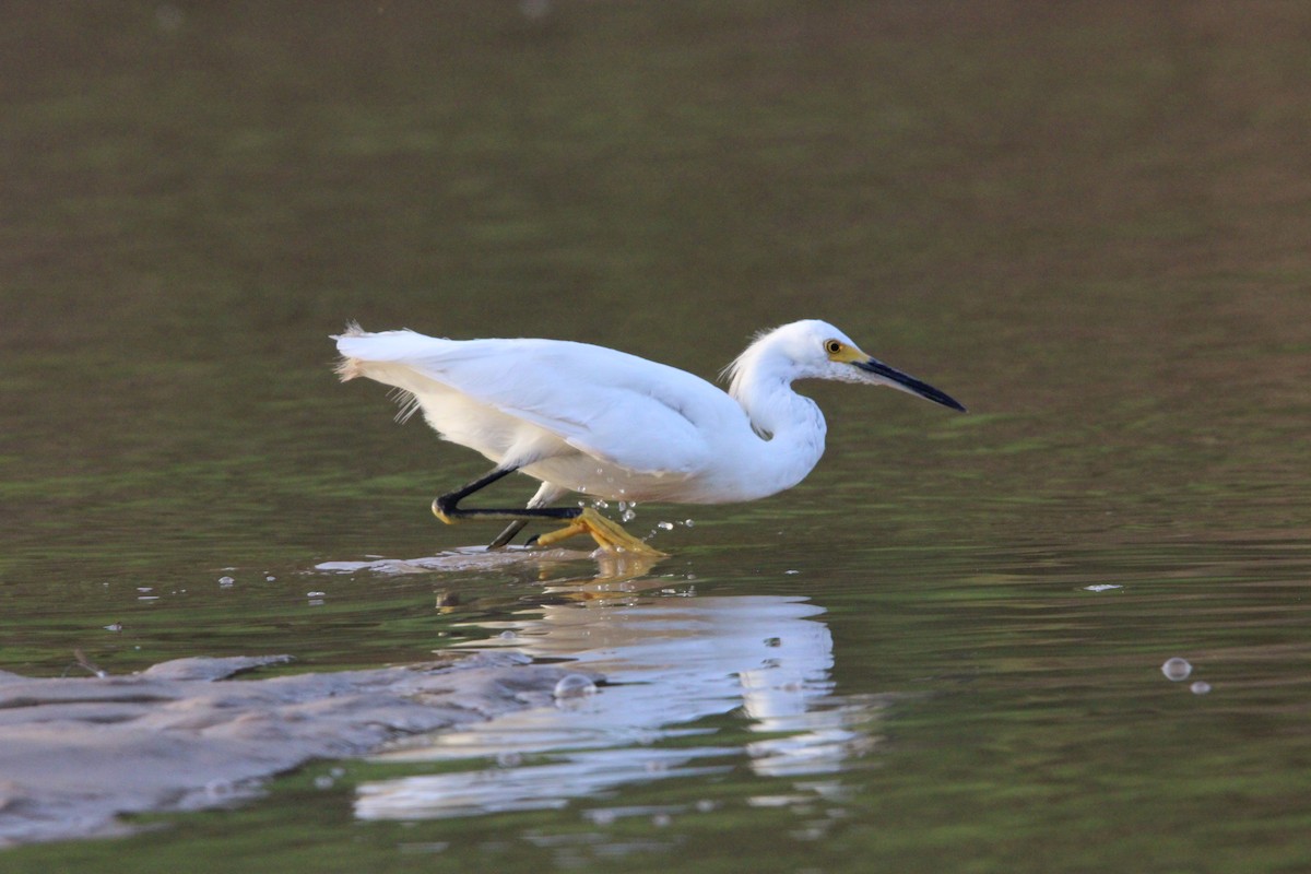 Snowy Egret - Anonymous