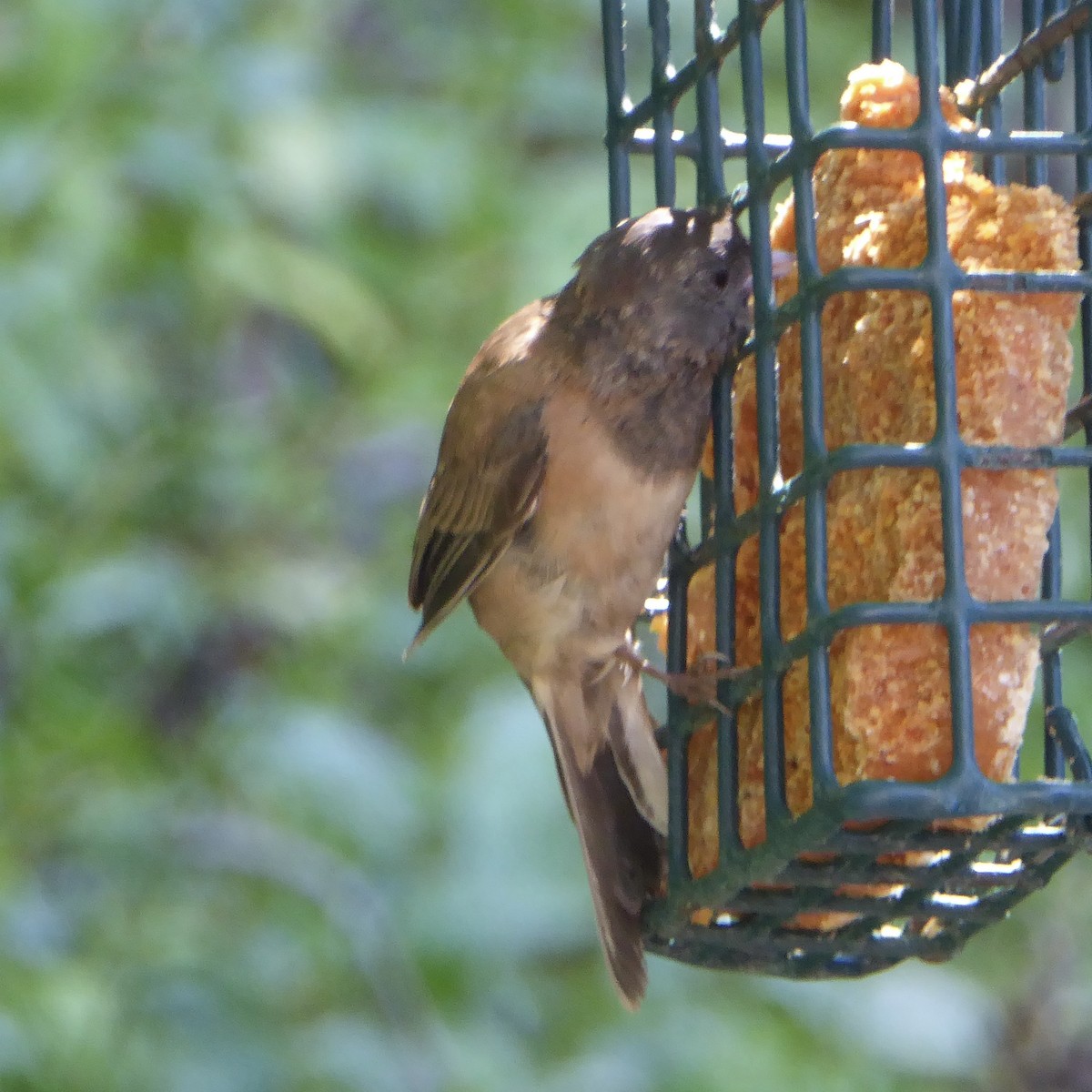 Junco Ojioscuro (grupo oreganus) - ML622054337