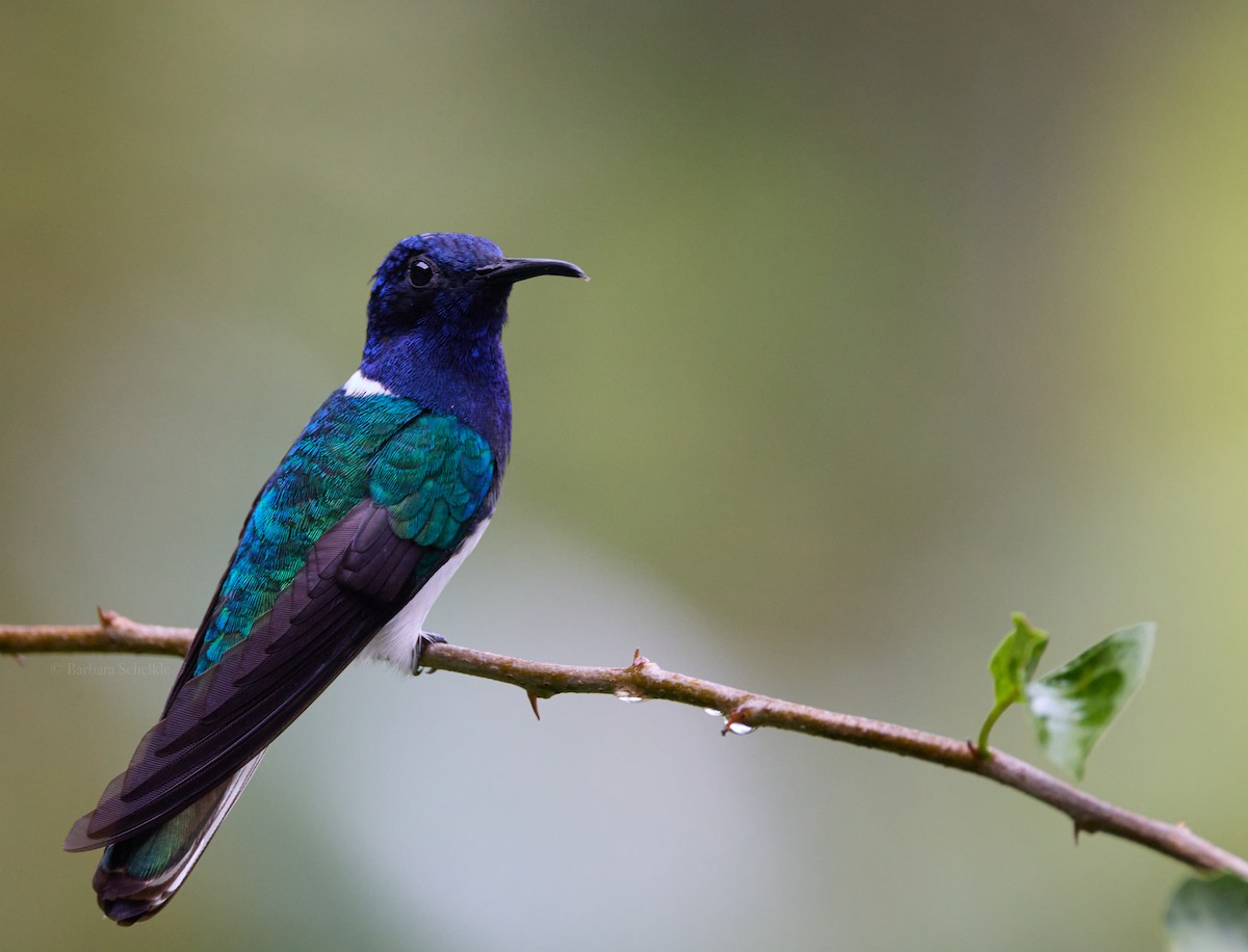 Colibrí Nuquiblanco - ML622054338