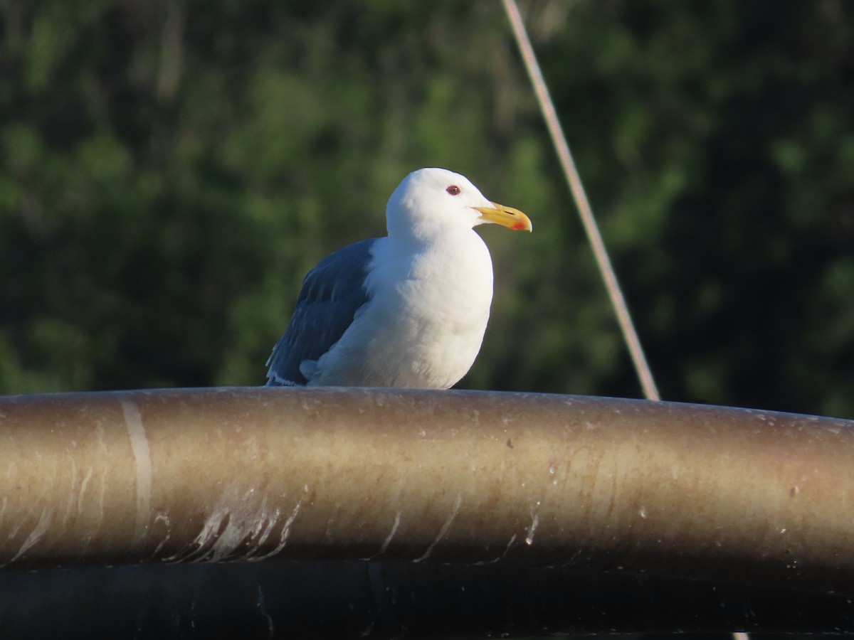 Gaviota de Bering - ML622054340