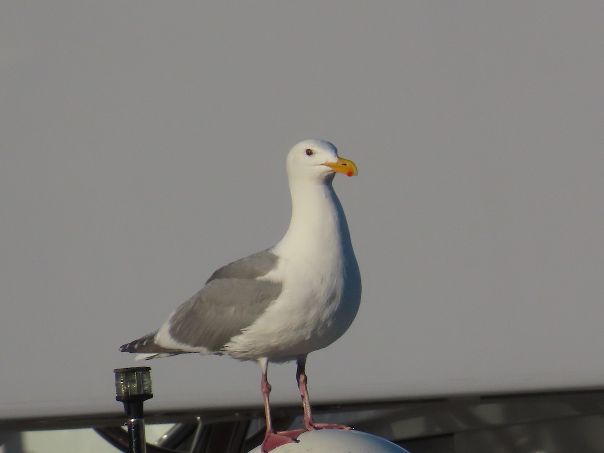 Gaviota de Bering - ML622054341