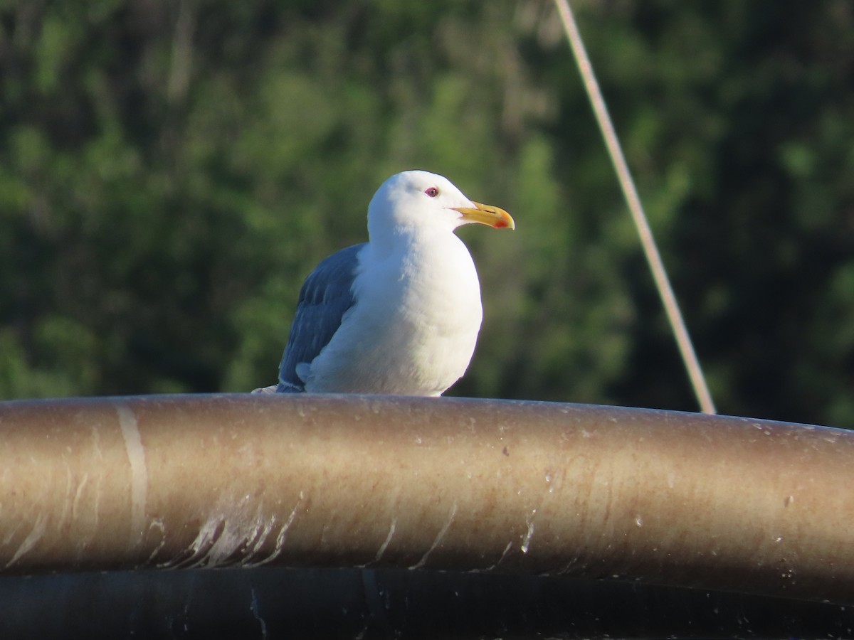 Glaucous-winged Gull - Latha Raghavendra