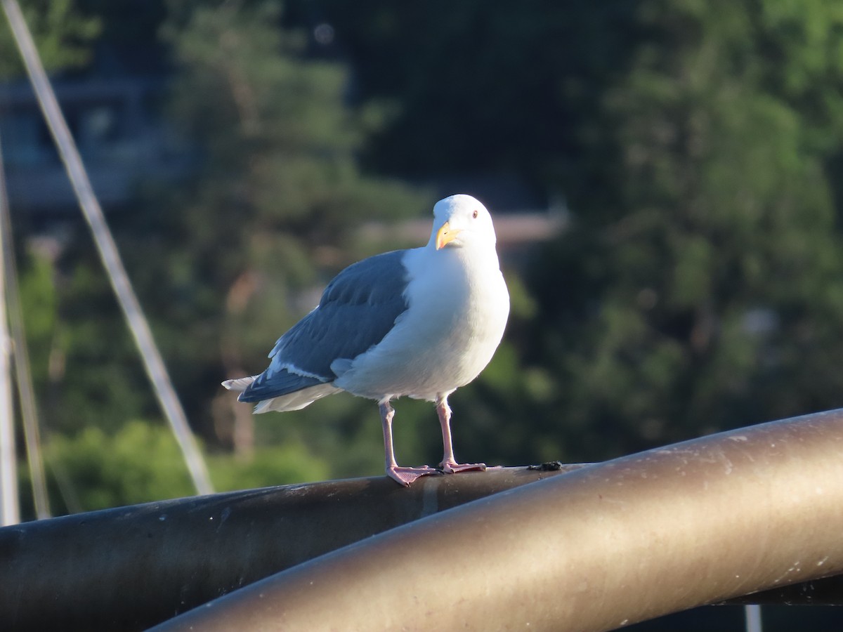 Glaucous-winged Gull - Latha Raghavendra