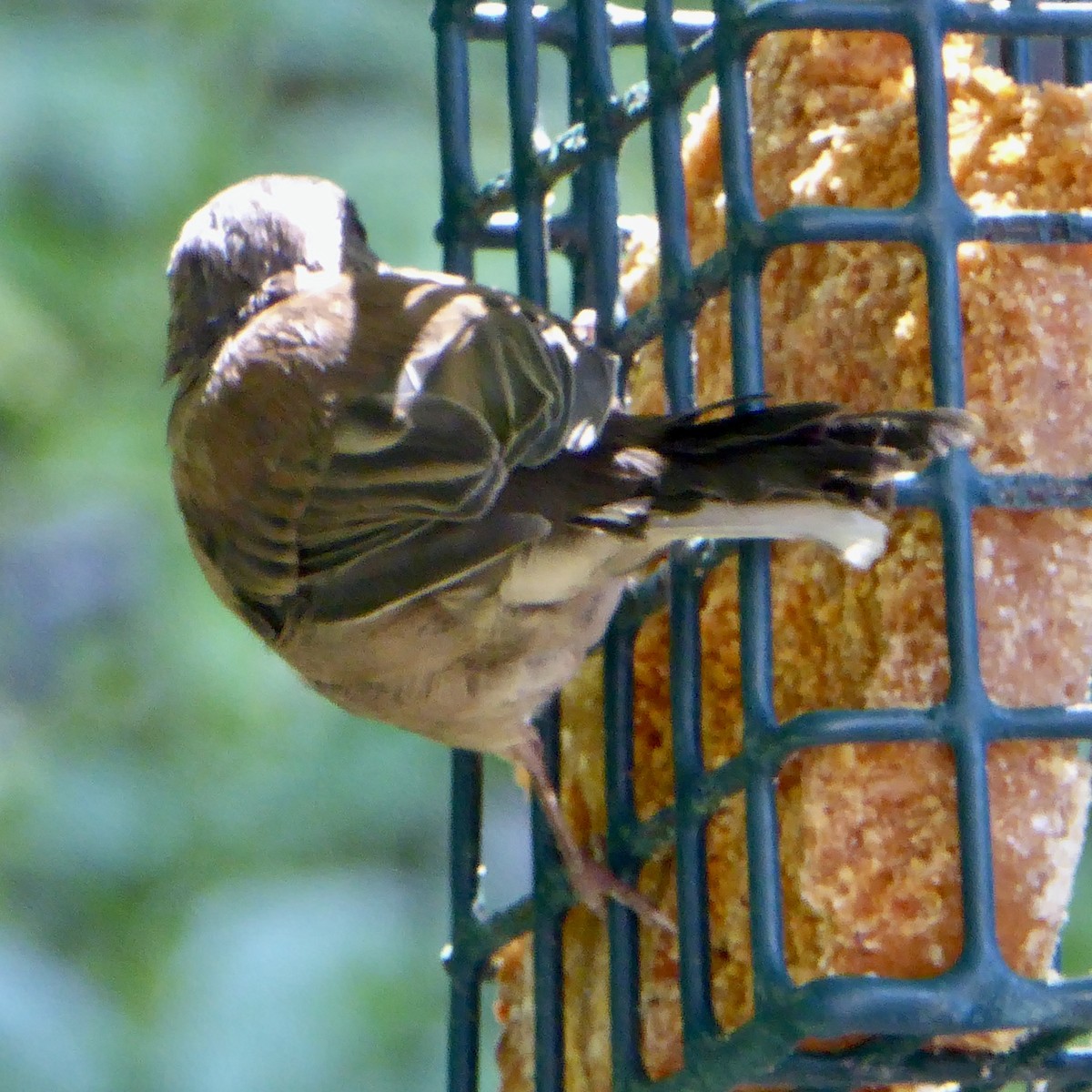 Junco Ojioscuro (grupo oreganus) - ML622054349