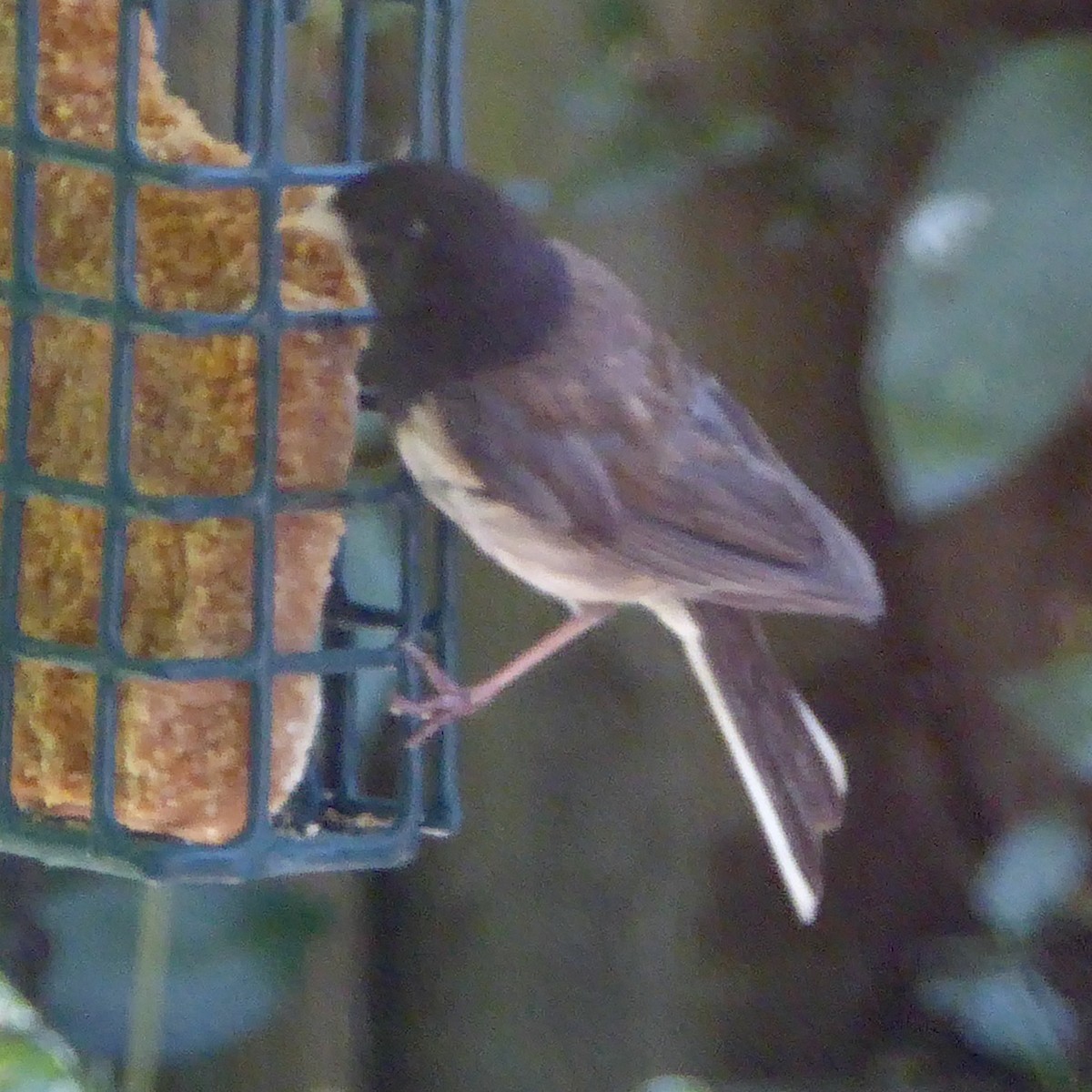 Junco Ojioscuro (grupo oreganus) - ML622054350