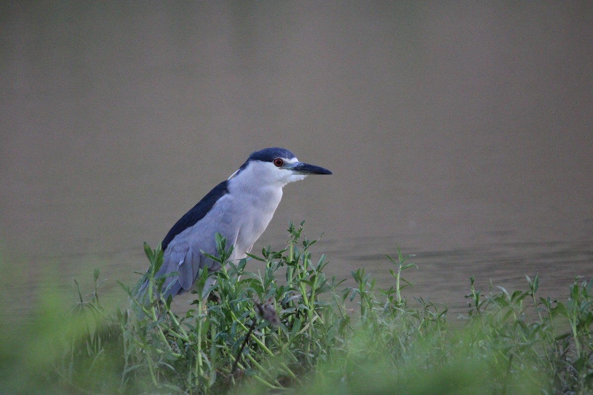 Black-crowned Night Heron - ML622054386