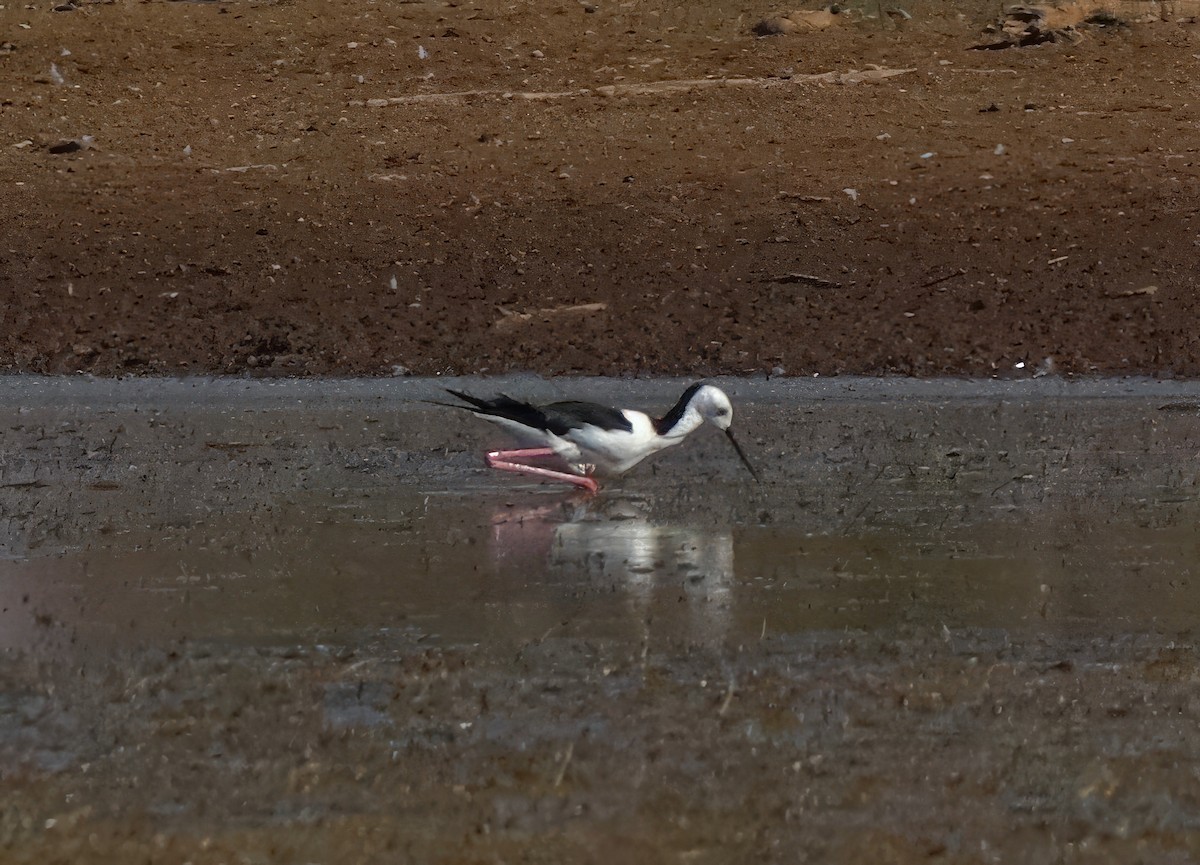 Pied Stilt - ML622054388