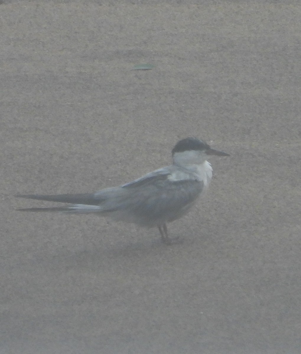 Common Tern - ML622054389