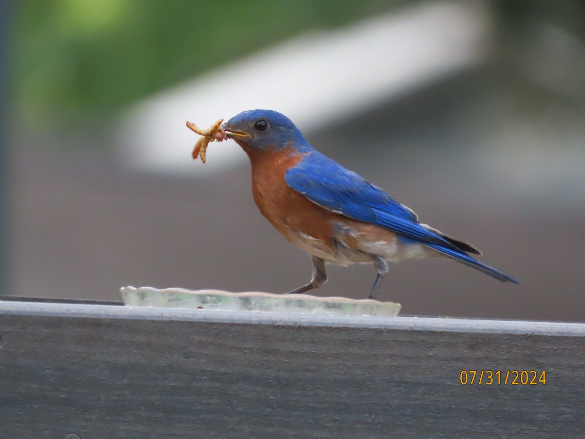 Eastern Bluebird - ML622054392