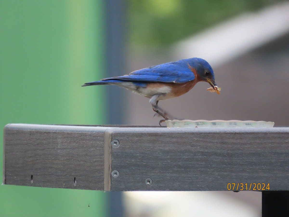 Eastern Bluebird - ML622054393