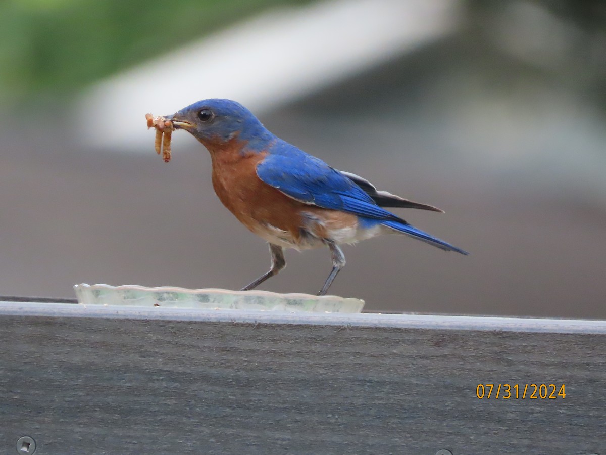 Eastern Bluebird - ML622054394