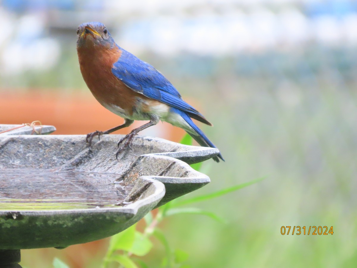 Eastern Bluebird - ML622054395