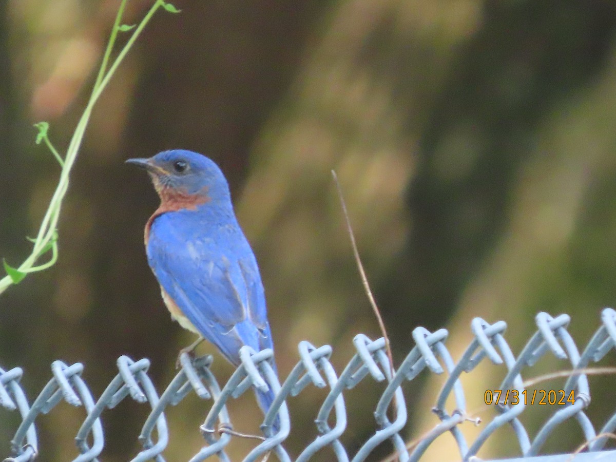 Eastern Bluebird - ML622054396