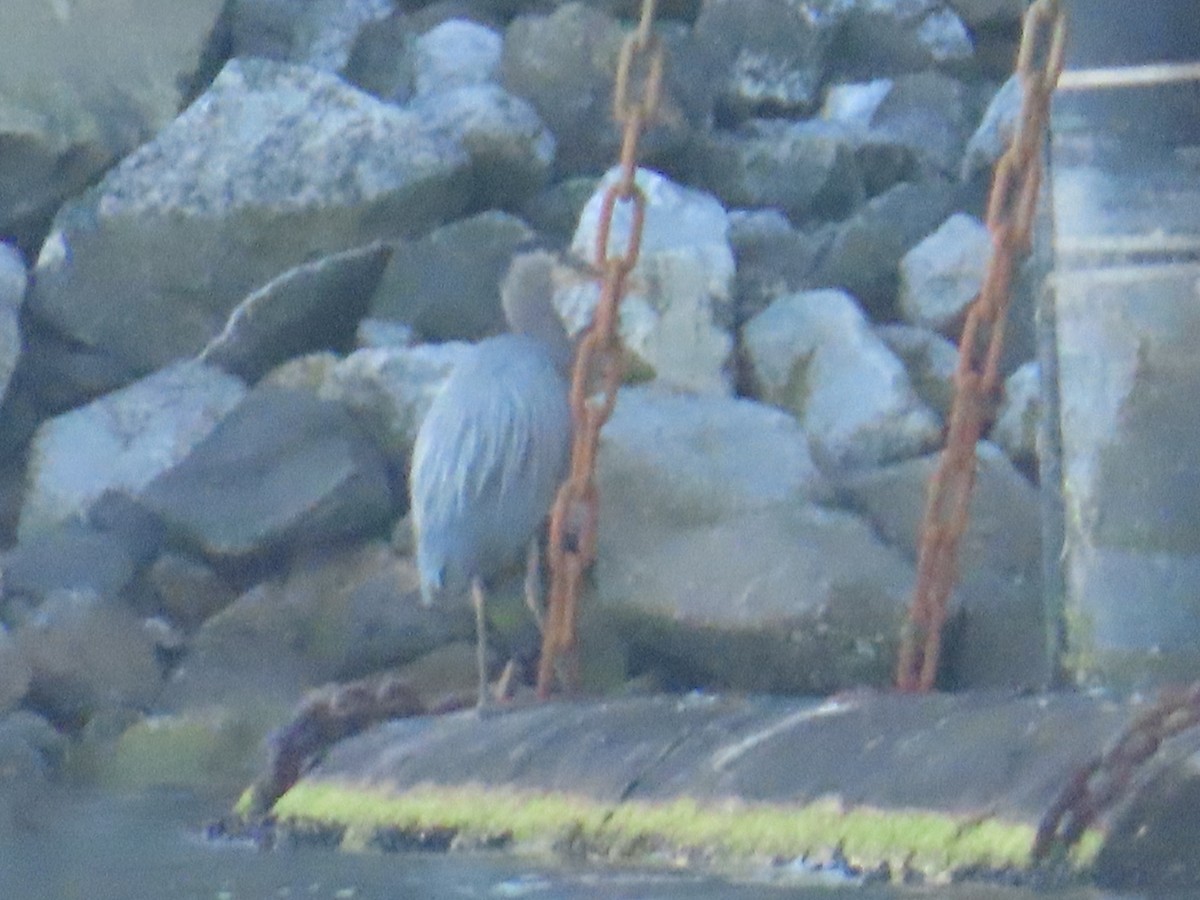 Great Blue Heron - ML622054397