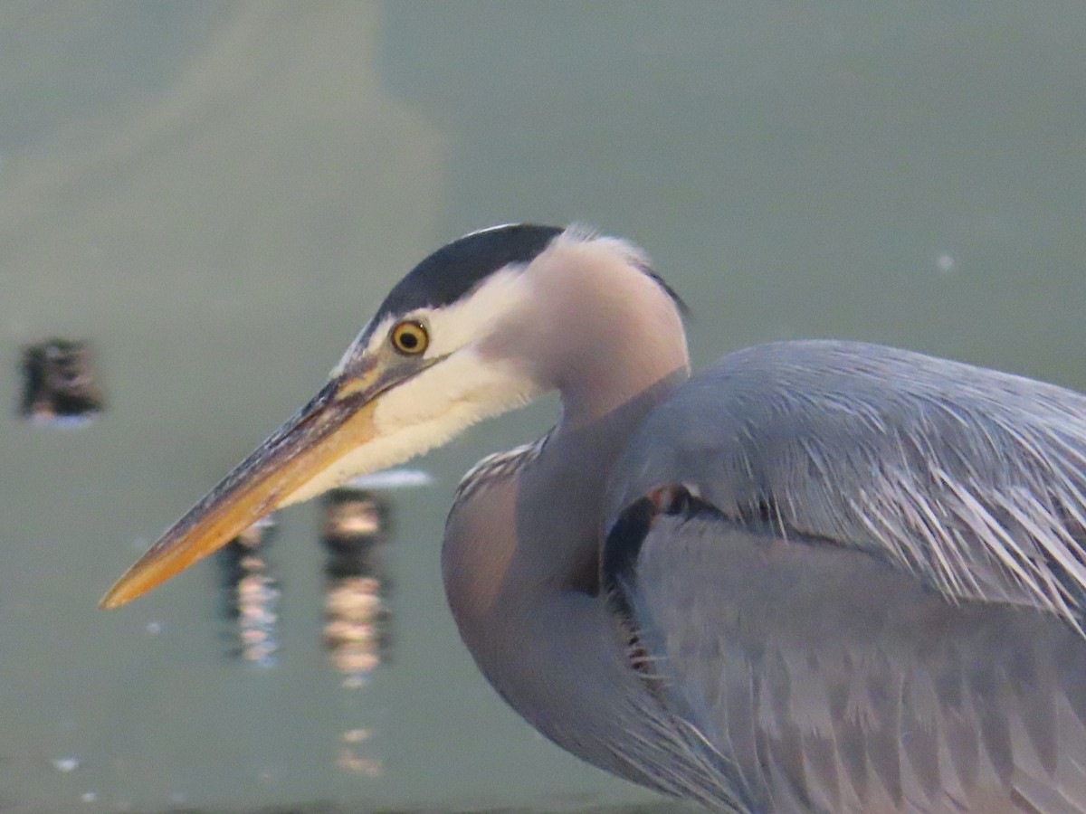 Great Blue Heron - ML622054398