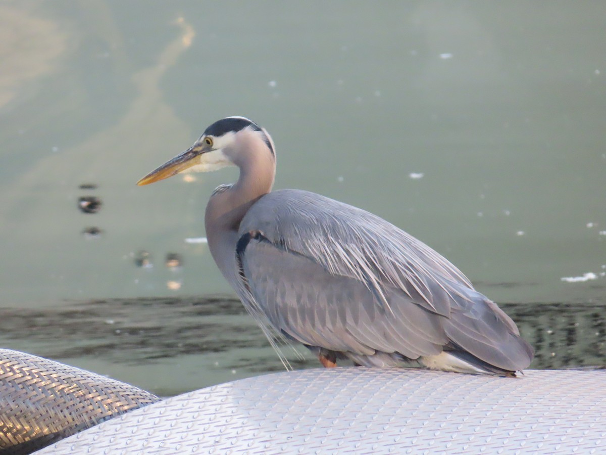 Great Blue Heron - ML622054400