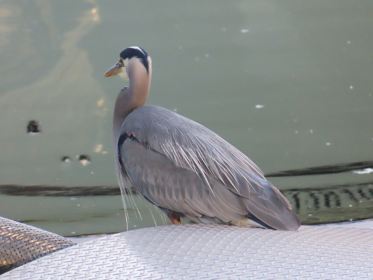 Great Blue Heron - ML622054401