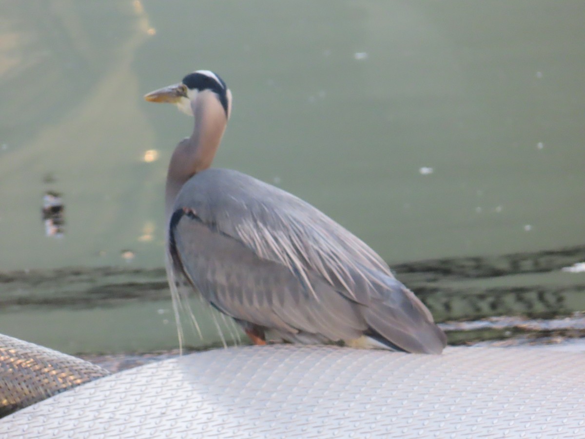 Great Blue Heron - ML622054402