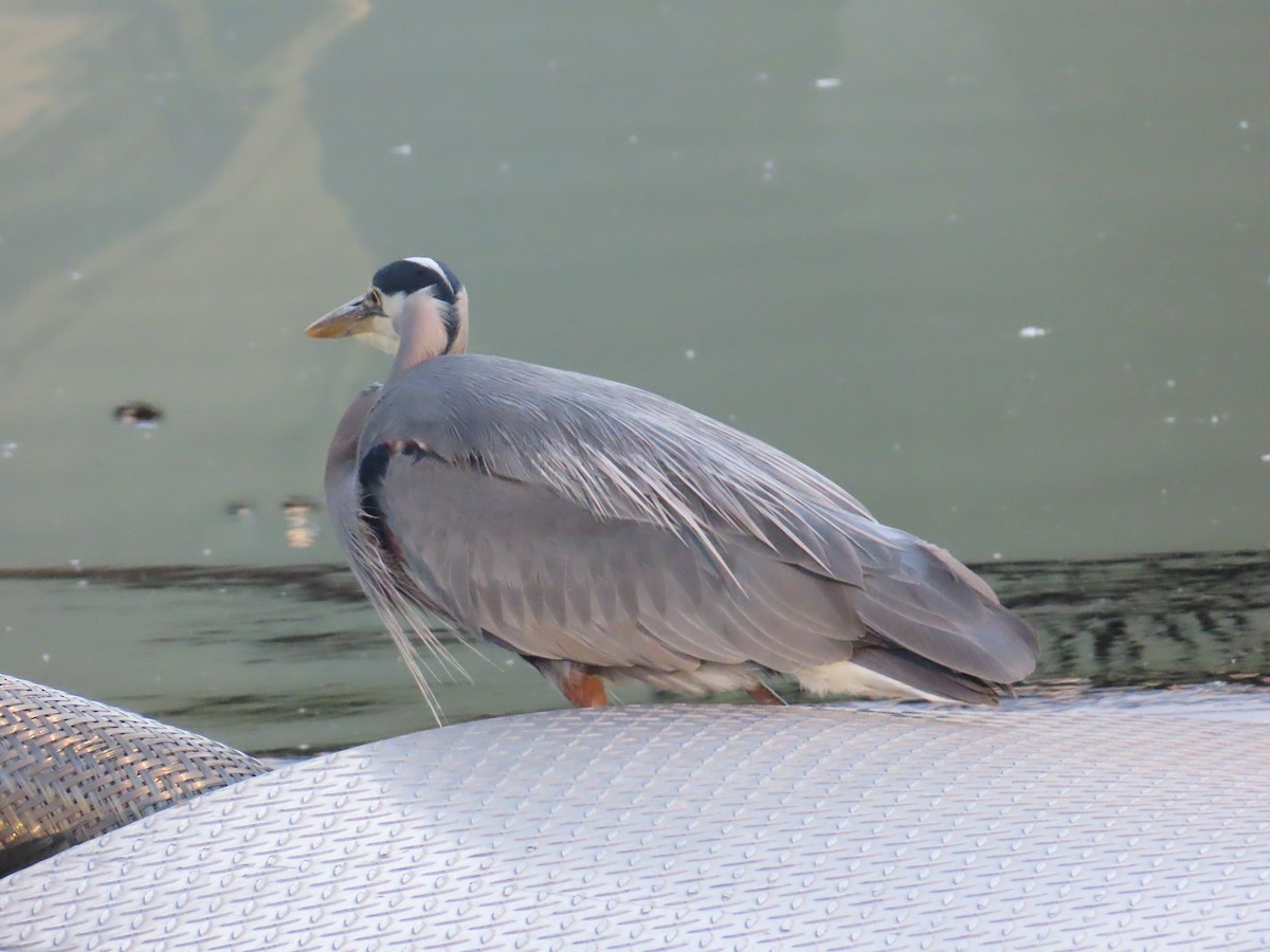 Great Blue Heron - ML622054403