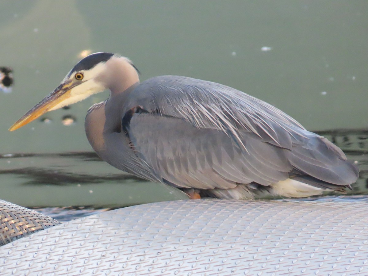 Great Blue Heron - ML622054404